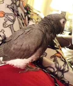 Lost African Grey