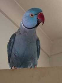 Lost Indian Ringneck Parakeet