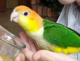 Lost Caique