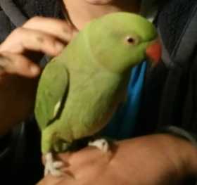 Lost Indian Ringneck Parakeet