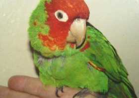 Lost Conure