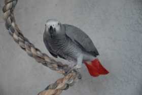 Lost African Grey