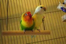 Lost Lovebird