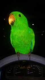 Lost Eclectus