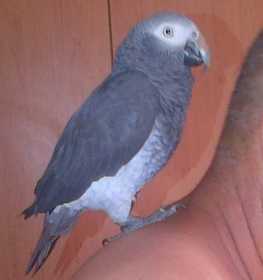 Lost African Grey