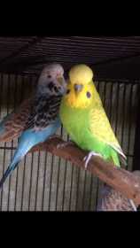 Lost Budgerigar