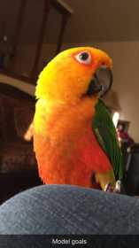 Lost Conure