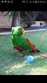 Lost Eclectus