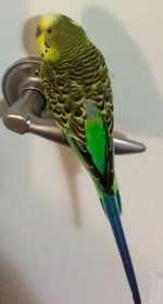 Lost Budgerigar