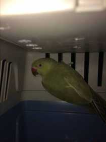 Lost Indian Ringneck Parakeet