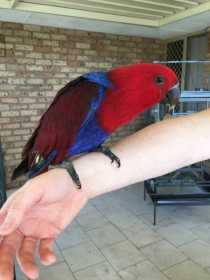 Lost Eclectus