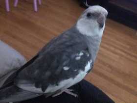 Lost Cockatiel