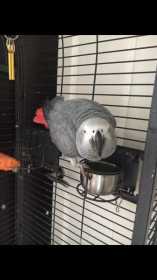 Lost African Grey