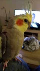 Lost Cockatiel