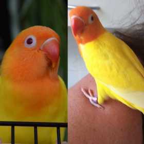 Lost Lovebird