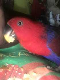 Lost Eclectus