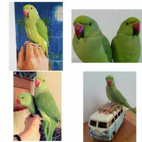 Lost Indian Ringneck Parakeet