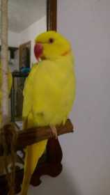 Lost Indian Ringneck Parakeet