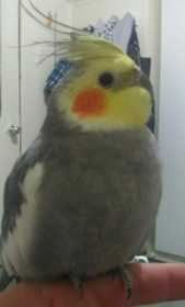 Lost Cockatiel