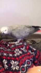 Lost African Grey