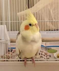 Lost Cockatiel