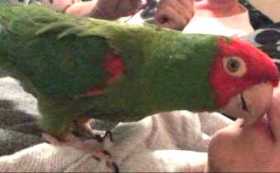 Lost Conure