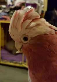 Lost Galah Cockatoo