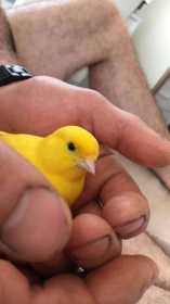 Lost Canary