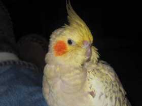 Lost Cockatiel