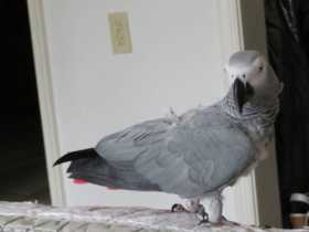 Lost African Grey