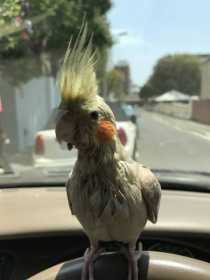 Lost Cockatiel