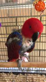 Lost Eclectus