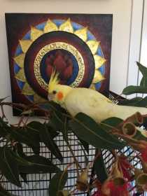 Lost Cockatiel