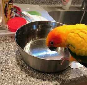 Lost Conure