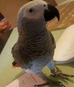 Lost African Grey