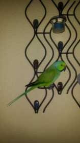 Lost African Ringneck Parakeet