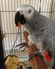 Lost African Grey