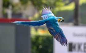 Lost Macaw