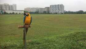 Lost Macaw
