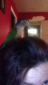 Lost Conure