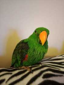 Lost Eclectus