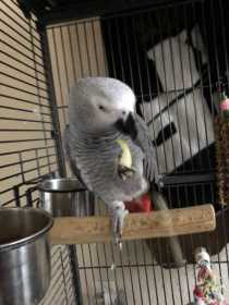 Lost African Grey