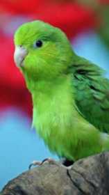 Lost Parrotlet