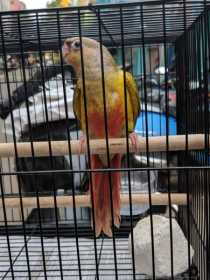 Lost Conure