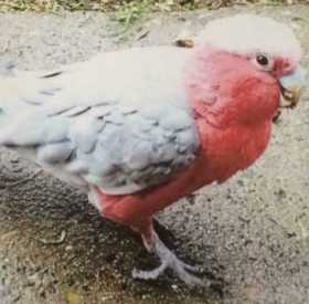 Lost Galah Cockatoo