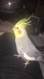 Lost Cockatiel