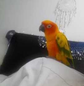 Lost Conure