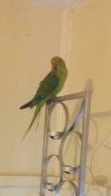 Lost African Ringneck Parakeet