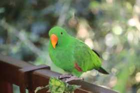 Lost Eclectus