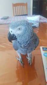 Lost African Grey